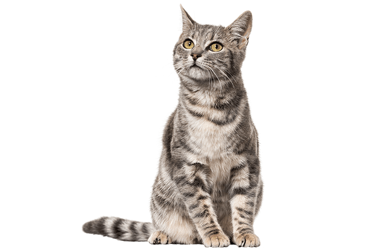 Frequently Asked Questions | All Cats Care Center