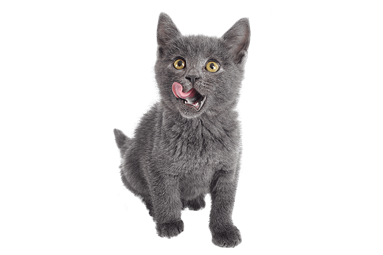 A grey kitten licking its lips