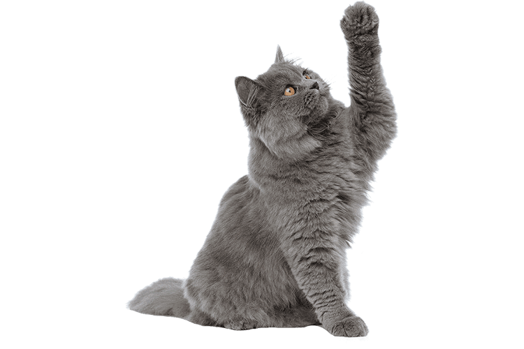 A grey cat sitting and reaching upwards